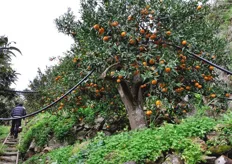 Oltre ai mandarineti, su queste pendici prosperano anche piantagioni di nespole.