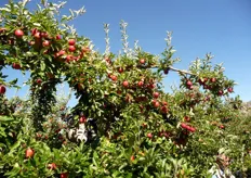 L'azienda, che dispone di un areale di 3.000 ettari, coltiva mele, pere, cipolle e patate su una superficie di 600 ettari e commercializza i suoi prodotti a marchio Qualifresh.