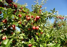 In quel momento, l'azienda era nel vivo delle operazioni di raccolta delle mele Gala, caratterizzate da una bella colorazione dovuta all'altitudine dei frutteti, posti a 800-1000 metri sul livello del mare.