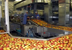 Ambrosia presenta un buon tenore zuccherino (16/17 gradi Brix) e una bassa acidita'(intorno al 4-5 per cento). La sua buccia bicolore si presenta per il 75 per cento circa rossa e con sfondo giallo vivo.