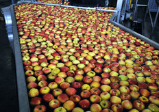 Ambrosia, oltre al suo peculiare gusto aromatico, presenta anche una lunga conservabilita'.