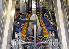 Rivoira ha commercializzato 1500 tonnellate di Ambrosia in soli 3 mesi e mezzo. L'entrata in produzione dei frutteti nelle imprese partners dell'emisfero sud permettera' a Rivoira di estendere il periodo di commercializzazione.