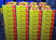 L'attuale logo sara' soggetto a rifacimento grafico per la stagione 2009/10.