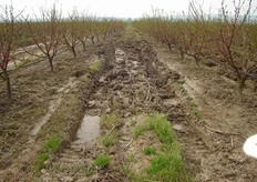 Le abbondanti precipitazioni piovose dello scorso inverno, con oltre 350 mm di pioggia in soli quattro mesi (tra dicembre 2008 e marzo 2009), hanno reso difficile la ripresa vegetativa di molti frutteti del metapontino.