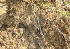 Nei terreni con limitata o scarsa capacita' drenante, le condizioni di anossia (carenza di ossigeno), create dall’eccesso di umidita', stanno predisponendo l’apparato radicale di molte piante ad attacchi di marciumi da fitoftore (Phytophtora spp.).