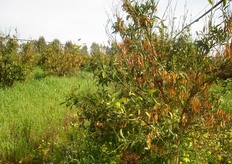 Le basse temperature invernali hanno causato danni soprattutto su specie sempreverdi come gli agrumi. La forte presenza di infestanti nel campo accresce i rischi di danni da freddo poiche' ostacola il riscaldamento del suolo e incrementa l’umidita' relativa in prossimita' della chioma.