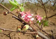 Presso i frutteti del metapontino frequenti sono i casi di fioritura scalare, in particolare su albicocco e susino.