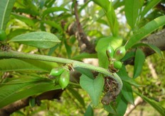 Presenza di frutti gemellati su alcune varieta' di nettarine. Questi fenomeni potrebbero essere la conseguenza delle forti escursioni termiche susseguitesi nel periodo compreso tra gennaio e febbraio 2009.