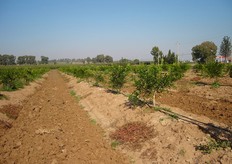 "Per evitare i ristagni idrici e favorire un regolare deflusso delle acque in eccesso e' necessario ricorrere alle sistemazioni idraulico-agrarie. La coltivazione dei frutteti e agrumeti su "baula", tecnica diffusa in Spagna ("cavallones"), inizia ad essere praticata anche da alcune aziende del metapontino. La "baula" assicura alla pianta un franco di coltivazione, di almeno 40-50 cm, entro cui l’apparato radicale trova le condizioni ottimali di giusto equilibrio tra umidita' e dotazione di ossigeno, anche in annate particolarmente piovose."