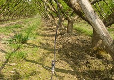 Pescheto dotato di impianto di irrigazione antibrina realizzato con spruzzatori dinamici (50 l/h) posizionati sotto la chioma delle piante. Questo metodo sfrutta il calore ceduto dall’acqua, distribuita sulla superficie del terreno, nella fase di passaggio da liquido a solido (80 calorie/g acqua che solidifica). L’impianto entra automaticamente in funzione ogni qualvolta la temperatura, in prossimita' del suolo, raggiunge 0,5-00C. A differenza dell’impianto tradizionale soprachioma questo sistema richiede minori apporti idrici, spese di gestione piu' contenute e consente di ridurre il dilavamento delle sostanze nutritive e fenomeni di asfissia radicale. L’impianto, inoltre, ha la duplice funzione di difesa dal freddo e climatizzante durante l’estate. (Tratto da Terra e Vita n.13/2009 pag. 62)