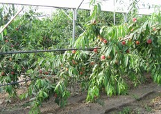 "Frutti di "Plagold 10", a maturazione extra-precoce (fine aprile) prossimi alla raccolta (Az. Agricola Suriano e Casalnuovo di Policoro - MT). Nel metapontino si ricorre alla copertura dei frutteti non solo per anticipare la raccolta, ma anche per coltivare varieta' particolarmente sensibili alle basse temperature (varieta' low chilling) la cui fioritura avviene in pieno inverno."