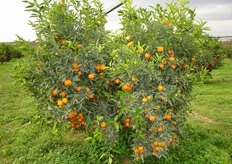 Anche la scelta accurata della varieta' e del portainnesto puo' consentire di limitare i danni causati da condizioni atmosferiche avverse. Nelle aree, ad esempio, a rischio gelate tardive sarebbe opportuno impiantare solo varieta' di agrumi a maturazione medio precoce (es. clementine Corsica 2) o varieta' di fruttiferi a fioritura medio-tardiva (es. nettarina Elios).