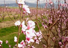Piante di nettarina Elios in piena fioritura a meta' marzo. Pur essendo a maturazione precoce (meta' maggio) questa varieta' fiorisce in un periodo medio-tardivo quando ormai sembrano scongiurati i pericoli di ritorni di freddo.