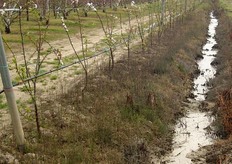 "Qualora si volessero realizzare impianti in terreni con limitata o scarsa capacita' drenante, per evitare problemi di asfissia radicale nelle annate molto piovose, sarebbe consigliabile ricorrere a portainnesti tolleranti ai ristagni idrici (es: piante di albicocco innestate su portainnesto tollerante "Mirabolano 29/C")."