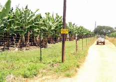 A febbraio 2009 un gruppo di frutticoltori del Piemonte ha effettuato una visita studio di dieci giorni in Sudafrica, nel corso della quale sono stati passati in rassegna frutteti, magazzini di lavorazione, trasformazione, packaging, centri sperimentali e centri di ricerca. Viaggiando verso nord, a Nelspruit, il gruppo si è recato in visita a una coltivazione di banane.