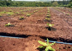 Giovane impianto di banane.