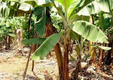"Ogni pianta di banane entra in produzione soltanto dopo 14 mesi, periodo nel quale l'albero forma anche due "polloni", uno chiamato "figlia", che dara' frutti a distanza di 12 mesi dalla pianta principale e l'altro chiamato "nipote", che dara' frutto dopo due anni."