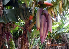 Il fiore del banano e' composto da una serie di parti femminili disposte a raggiera su piu' piani. L'inflorescenza si sviluppa tutta all'interno del fusto e ad un certo punto esce all'esterno improvvisamente, spruzzando acqua, tanto che è stata paragonata al parto di un bambino.