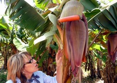 Quando il fiore viene fecondato, la foglia che lo ricopre e che lo protegge dal sole e dalla pioggia si arrotola verso l'alto, scoprendo le banane in formazione.