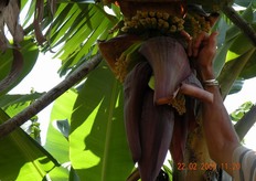 Frutti di banane in formazione.