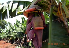 Ogni anello di banane, via via che matura, tende a girarsi verso l'alto. Le foglie protettive cadono e i frutti, inizialmente quadrati, si arrotondano.