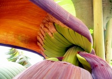 La caratteristica forma quadrata dei frutti in formazione. Il getto vegetale che scaturisce da ogni singolo frutto tende con il passare dei giorni ad indurirsi, fino a raggiungere una consistenza legnosa.