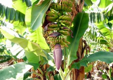 Casco in via di formazione.