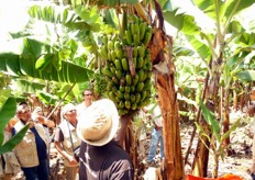 Per procedere alla raccolta del casco, si incide il fusto della pianta con un machete. Il peso dei frutti tende a far piegare verso il basso la pianta.
