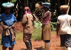 Le donne, munite di copricapo imbottiti, sono pronte a sostenere sul capo il peso dei caschi di banane, che possono arrivare a oltre 40 kg ciascuno.