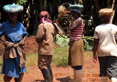Le donne, munite di copricapo imbottiti, sono pronte a sostenere sul capo il peso dei caschi di banane, che possono arrivare a oltre 40 kg ciascuno.