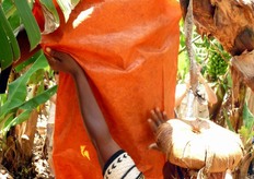 La raccoglitrice copre prima di tutto il casco con un telo protettivo.