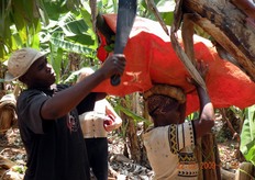 Il taglio del ramo da cui pende il casco viene effettuato per mezzo di un machete.