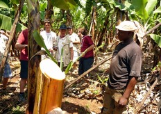 Una volta raccolte le banane si procede al taglio del fusto, che viene lasciato in campo come fertilizzante organico, in quanto costituisce un'importante fonte di potassio.