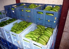 Le banane vengono divise a mano in gruppi di 5-6 frutti, messe in casse e deposte per circa 15 giorni in celle di maturazione, dove passeranno dalla colorazione verde a quella gialla.