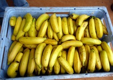 "Il prodotto e' destinato prevalentemente al consumo sul mercato interno, in quanto i frutti sono di dimensioni minori rispetto a quanto richiesto dal mercato europeo. "Il sapore e' pero' eccezionale", commenta Alberto Invernizzi (Asprofrut), autore degli scatti fotografici realizzati nella piantagione."