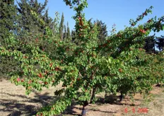 Piante di Big Red(R) con frutti prossimi alla raccolta in un frutteto a Perpignan (Francia)