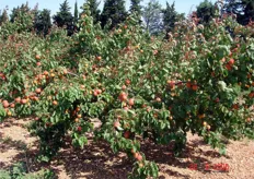 Piante di Kioto con frutti prossimi alla raccolta in un frutteto a Perpignan (Francia)