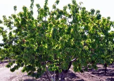 Albero di ciliegie. Le principali varieta' coltivate nella zona sono Bigarreau, Celeste, Ferrovia (la varieta' piu' rappresentativa) e Sweet Heart.