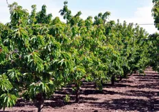Il ciliegeto della famiglia Cassanelli si estende per 5 ettari e conta 2.100 piante.