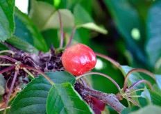 La stagione della ciliegia e' partita con qualche giorno di ritardo sul calendario degli altri anni, quando i frutti erano gia' pronti per la raccolta a fine aprile.