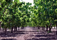 Si stima che in provincia di Bari siamo coltivati a ciliegeto circa 17.000 ettari, di cui un buon 20 per cento, impiantato di recente a varietà precoci, deve ancora entrare in produzione.
