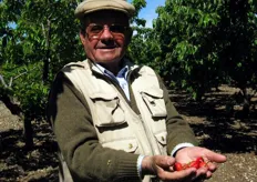 Carlo Cassanelli mostra le prime ciliegie Bigarreau.