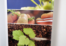 Il processo di ibridazione è completamente naturale. Si parte dal fiore, che viene privato delle componenti maschili, lasciando soltanto la parte femminile, che viene impollinata dall'altro genitore.