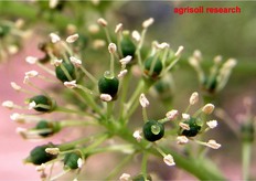 Dettaglio di fiori di uva aperti. Al centro, la parte femminile, tutto intorno, gli stami maschili. Questi ultimi vanno accuratamente rimossi se si vuole procedere ad impollinare il fiore incrociandolo con un'altra varieta' di uva.