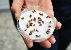 Una volta ottenuto il seme dell'ibrido, bisogna allevarlo in serra idroponica, per ottenere una piantina.