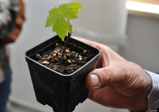 La piantina va poi impiantata in campo, individuando il giusto apporto nutritivo da fornire al terreno.
