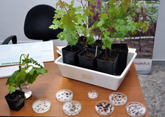 Stadi diversi di evoluzione di piantine di incroci di uva da tavola.