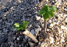 Giovani incroci innestati in campo.