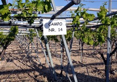 Il numero del campo sperimentale individua a che stadio siamo del processo di selezione varietale (in foto: questo e' il quattordicesimo campo di prova che viene destinato ad un singolo ibrido).