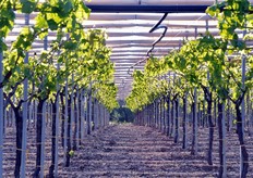 Un impianto sperimentale, protetto da telone. I teli si stendono sia per ottenere un anticipo produttivo, sia per protezione delle colture o a fine campagna.